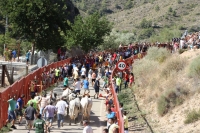 Encierros en Liétor.